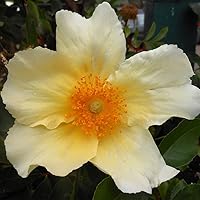 Vista 4 de Heirloom Roses Planta de rosas - Sirena amarilla rosal, rosas trepadoras, planta viva para plantar al aire libre