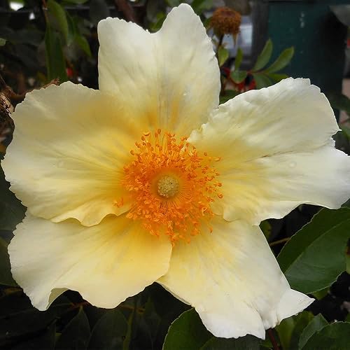 Miniatura 4 de Heirloom Roses Planta de rosas - Sirena amarilla rosal, rosas trepadoras, planta viva para plantar al aire libre