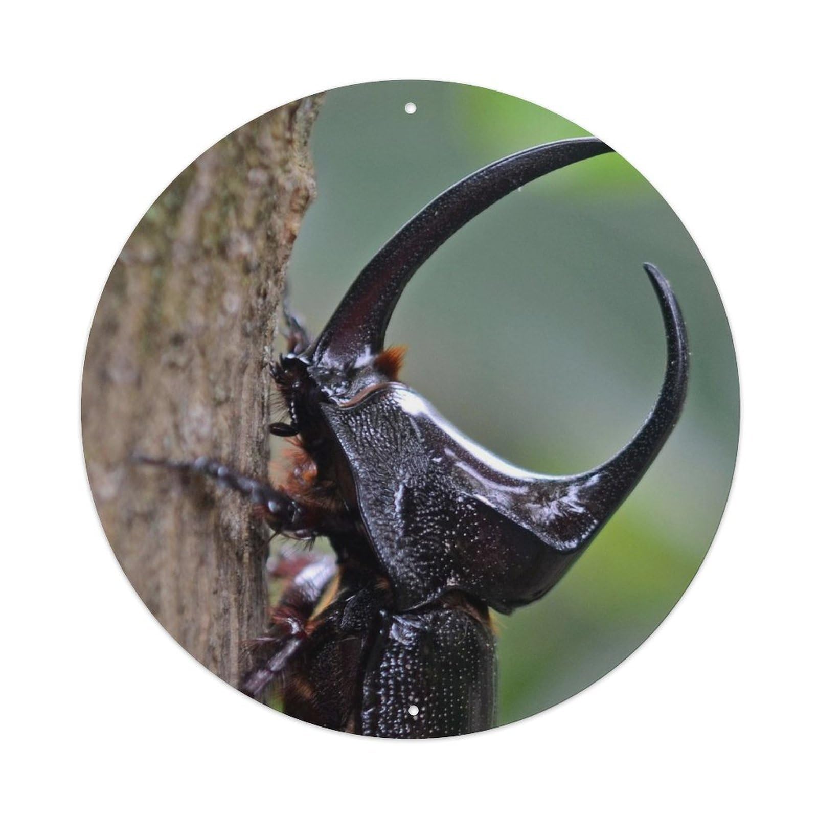 Insect Rhinoceros Beetle Vintage Metal Tin Sign Plaque Wall Decor for Cafe, Club Bar, Office, Garden Metal Poster 8x8Inch