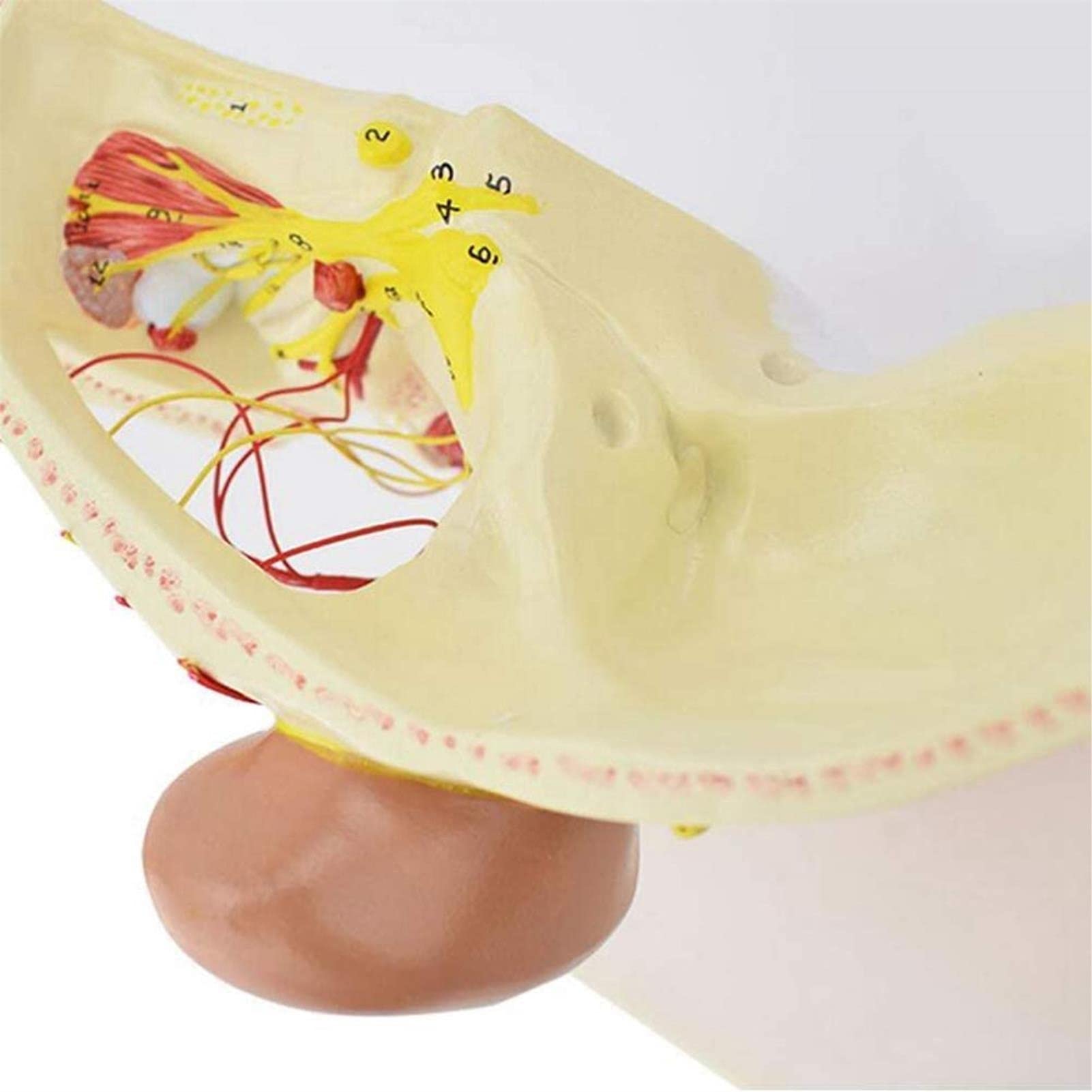 Modele medyczne, Model anatomii ciała, Model nerwów głowy człowieka, Neuroanatomiczny model czaszki, Materiały medyczne do nauczania Model czaszki, Model dwunastu par nerwów czaszkowych