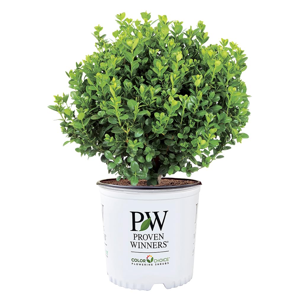 Neatball Boxwood