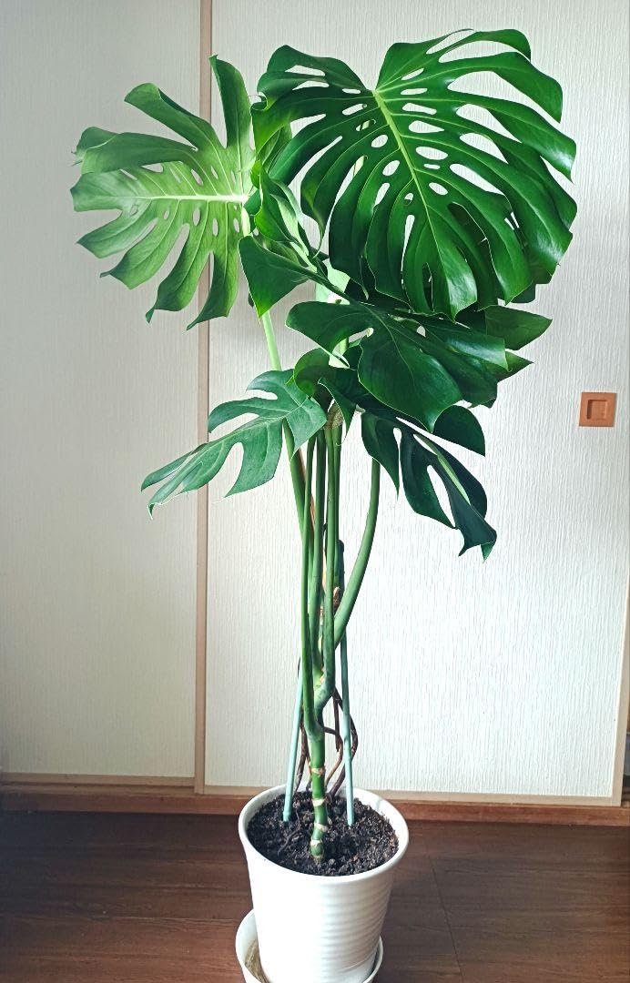 モンステラ　幹上がり　根上がり　5 観葉植物 大型 モンステラ・デリシオーサ（根上がり仕立て） / 5寸・約