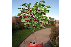 Self-Fertile Dwarf Cherry Tree (10 Seeds)