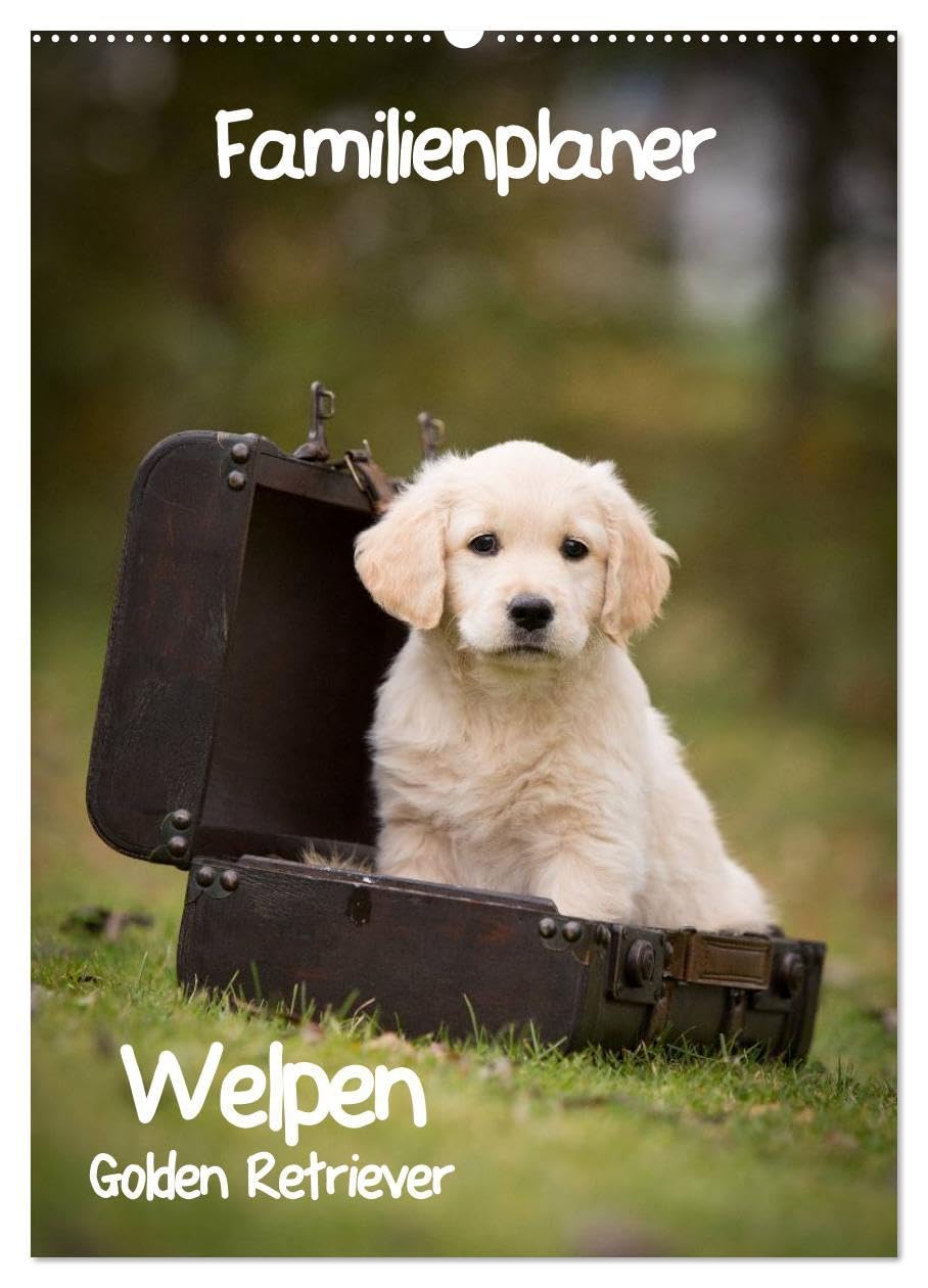 Familienplaner: Golden Retriever Welpen (Wandkalender 2026 DIN A2 hoch), CALVENDO Monatskalender: Dieser Familienplaner mit 5 Spalten wird Ihnen jeden ... Lächeln ins Gesicht zaubern. (CALVENDO Tiere)