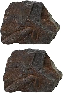 ULTECHNOVO 2 Peças Trilobite Fóssil Mesa De Jantar Decoração Topper Brinquedos Educativos Cristais Decoração Fóssil Modelo Decoração Ensino Fósseis Adorno De Mesa Ferramenta Doméstica