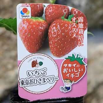 いちご苗ビックハニー３寸70個セット　専用出品！ いちご苗ビックハニー3寸70個セット 専用出品！