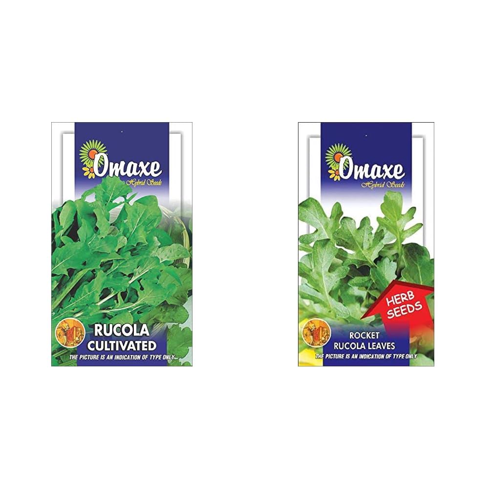Rocket Rucola Arugula Cultivated Imported Exotic Seeds Kitchen Garden Packet & Omaxe Seeds Rocket/Arugula/Rucola Leaves Herb Herb Seeds Kitchen Garden Packet-image-30