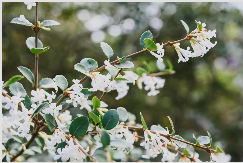Osmanthus delavayi Live Plant – Fragrant White Tea Olive Shrub – Evergreen Flowering Hedge – Sweet Scented Spring Blooms – Easy Care – 4” Pot