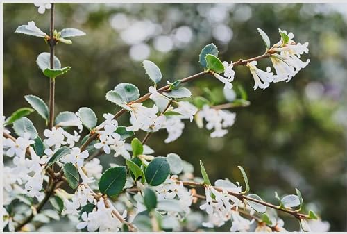 Osmanthus delavayi Live Plant