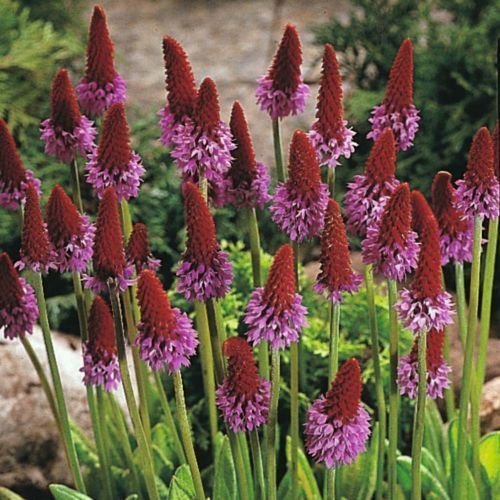 Primula 'Vialii' Perennial XXL Supersize Plug Plants Pack x3