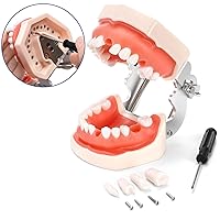 Vista 5 de ZENFUN Modelo de Typodont dental estándar, modelo de dientes de demostración, modelo dental con 28 piezas de dientes extraíbles atornillables