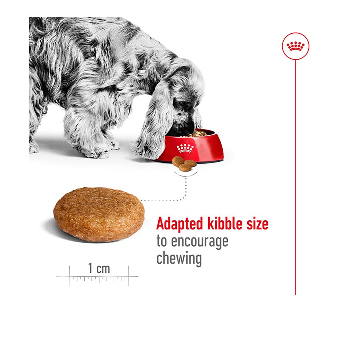 Royal Canin C-08405 S.N. Adulto medio - 10 kg