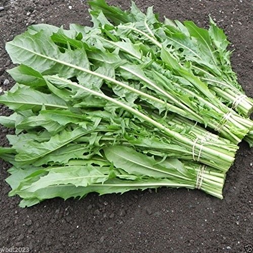 Chicory Green,'Catalogna Emerald' Early greens.5 Gram/approximately 4,464 Seeds