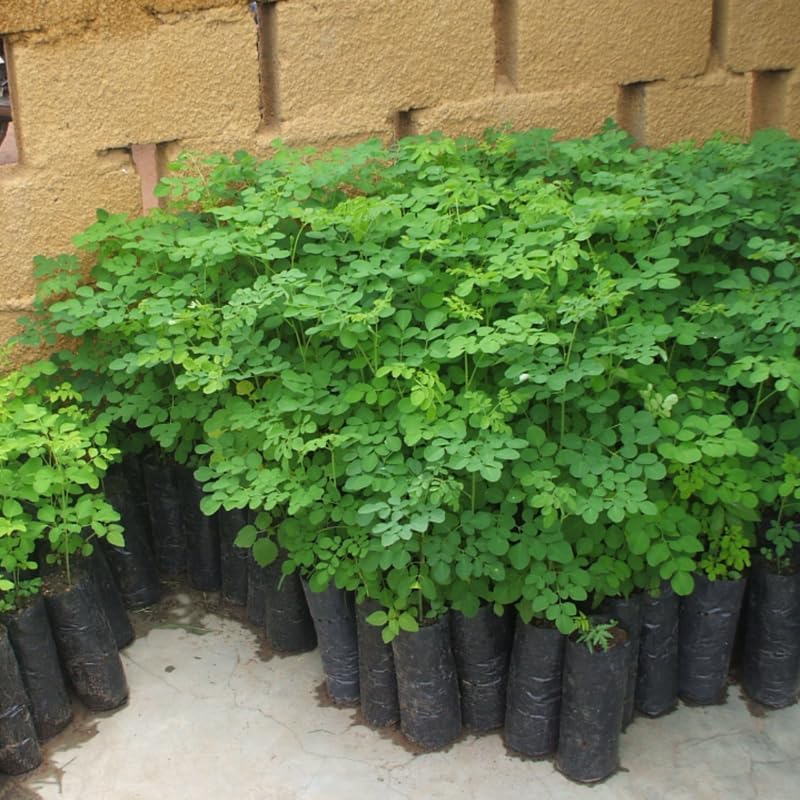 2 Moringa Trees Plants Live for Planting, Oleifera Moringa Live Tree, Well Rooted, No Pot, Drumstick Horseradish Tree, 6 to 10 Inches