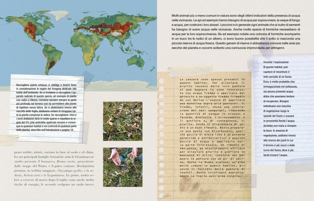 Imparare l'arte del foraging. Conoscere, raccogliere, consumare il cibo selvatico