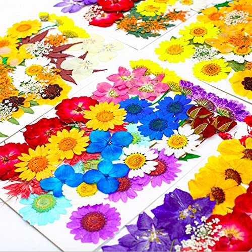 Flores prensadas secas naturales para manualidades miniatura 3