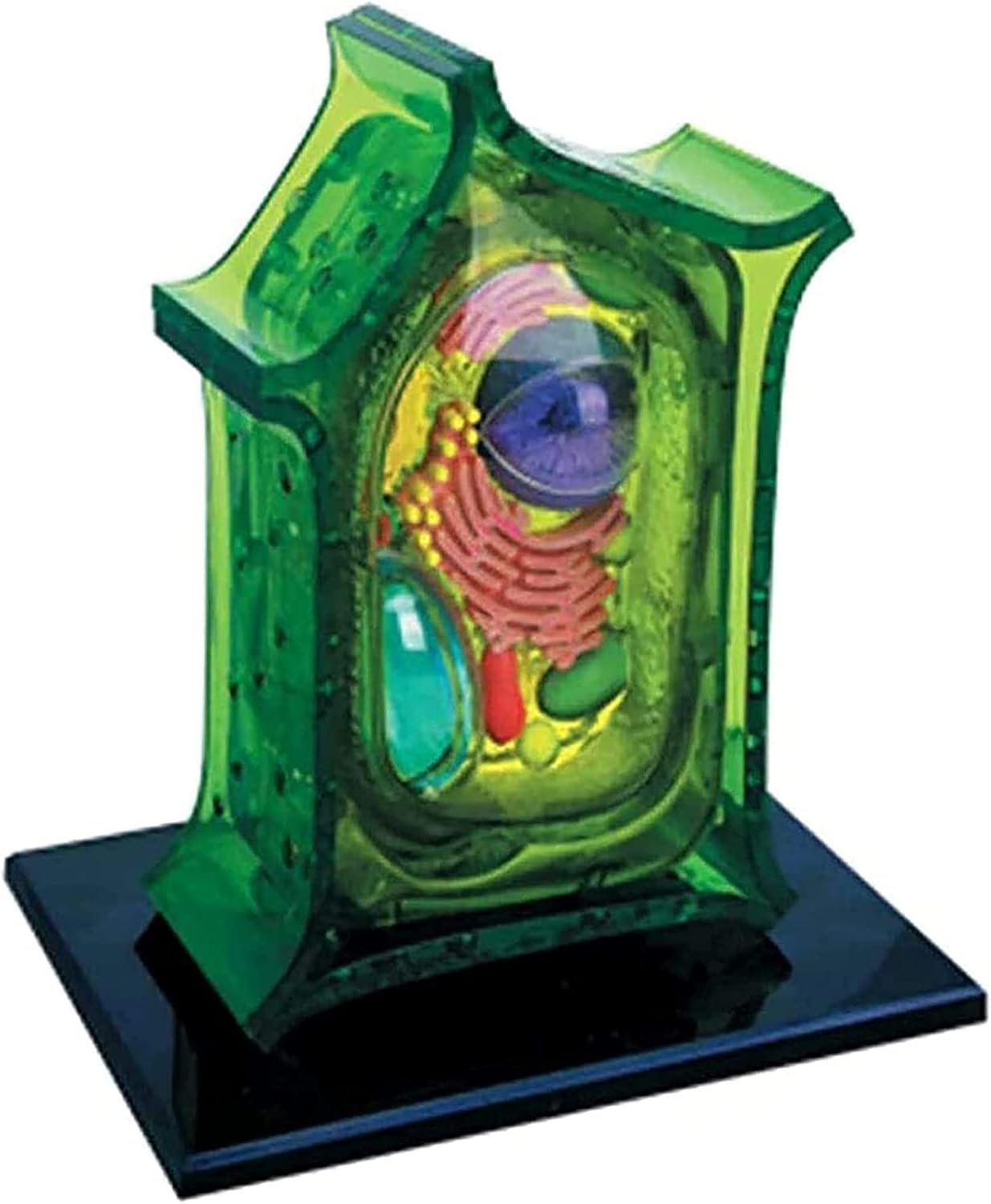 Modelo de Planta anatómica 4D Vision - Modelo de células de Animales y Plantas - Comparativo de enseñanza Experimental biológica para la exhibición de Estudio Modelo médico de enseñanza