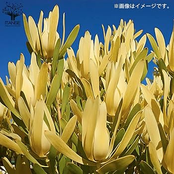 Amazon.co.jp: リューカデンドロン・イエローデビル 5号鉢【品種で