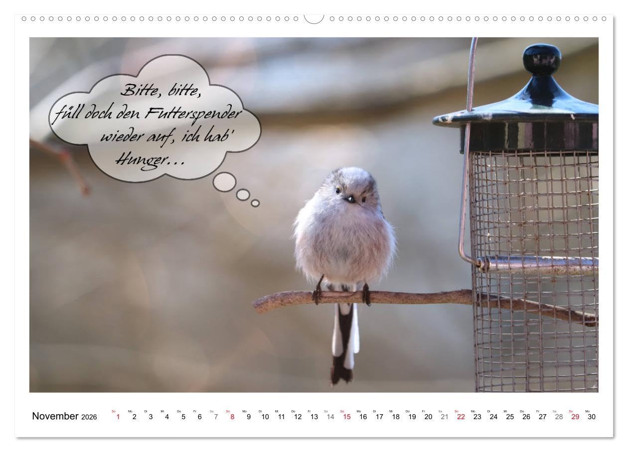 Vögel mit Humor (hochwertiger Premium Wandkalender 2026 DIN A2 quer), Kunstdruck in Hochglanz: Lustige Sprüche aus frechen Schnäbeln (CALVENDO Spass)