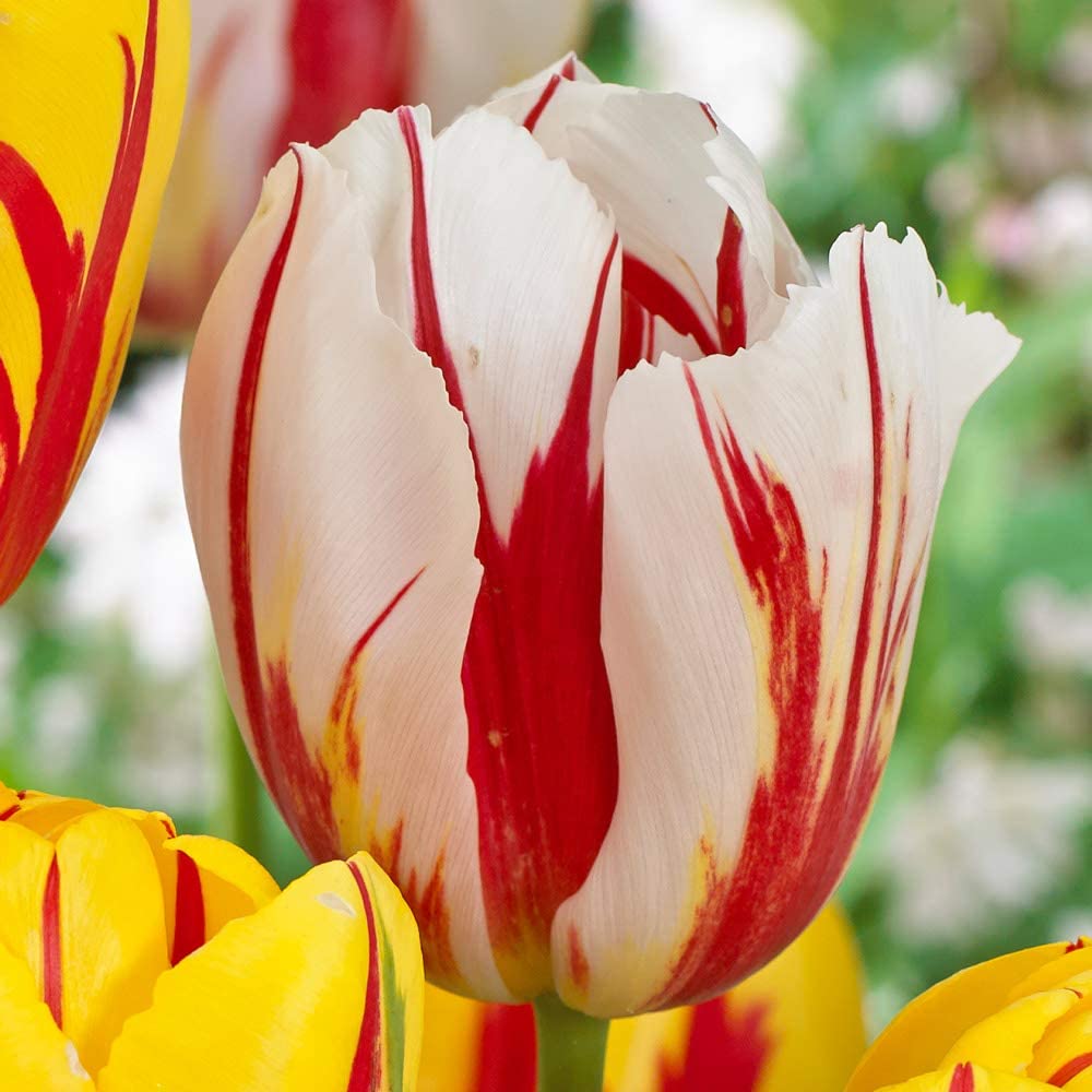 Tulip Flower Plant Live With Pot Pack of 5 Bulbs By Zabbus White-Red (B0BQC8YV5M) Amazon Price History, Amazon Price Tracker