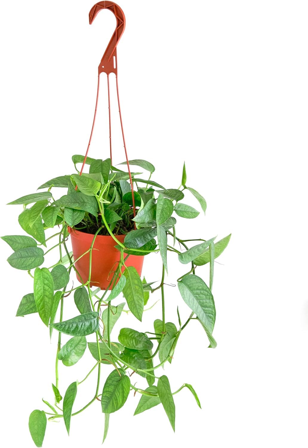 Shop Succulents Rare Cebu Blue Hanging Plant