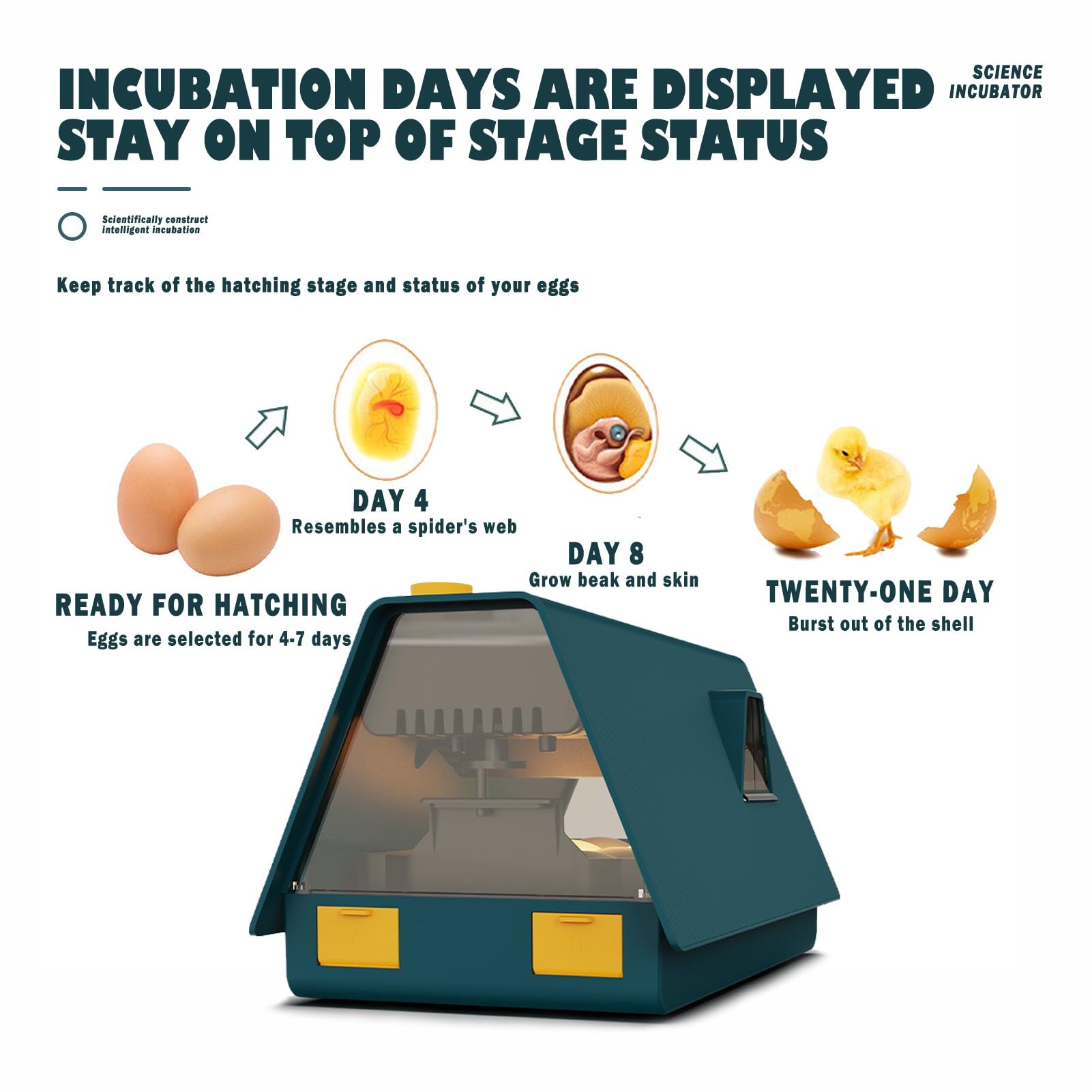 Incubatrici for 10 Uova Con Luci Atmosferiche Integrate Girauova Automatico, Finestra Di Visualizzazione E Presa D'aria Incubatrice Automatica for La Schiusa Dei Pulcini for Scienza Ed Educazione
