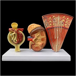 Life Size Human Kidney Model Nephron Glomerular Urinary System Anatomical Anatomy Organ Teaching Supplies
