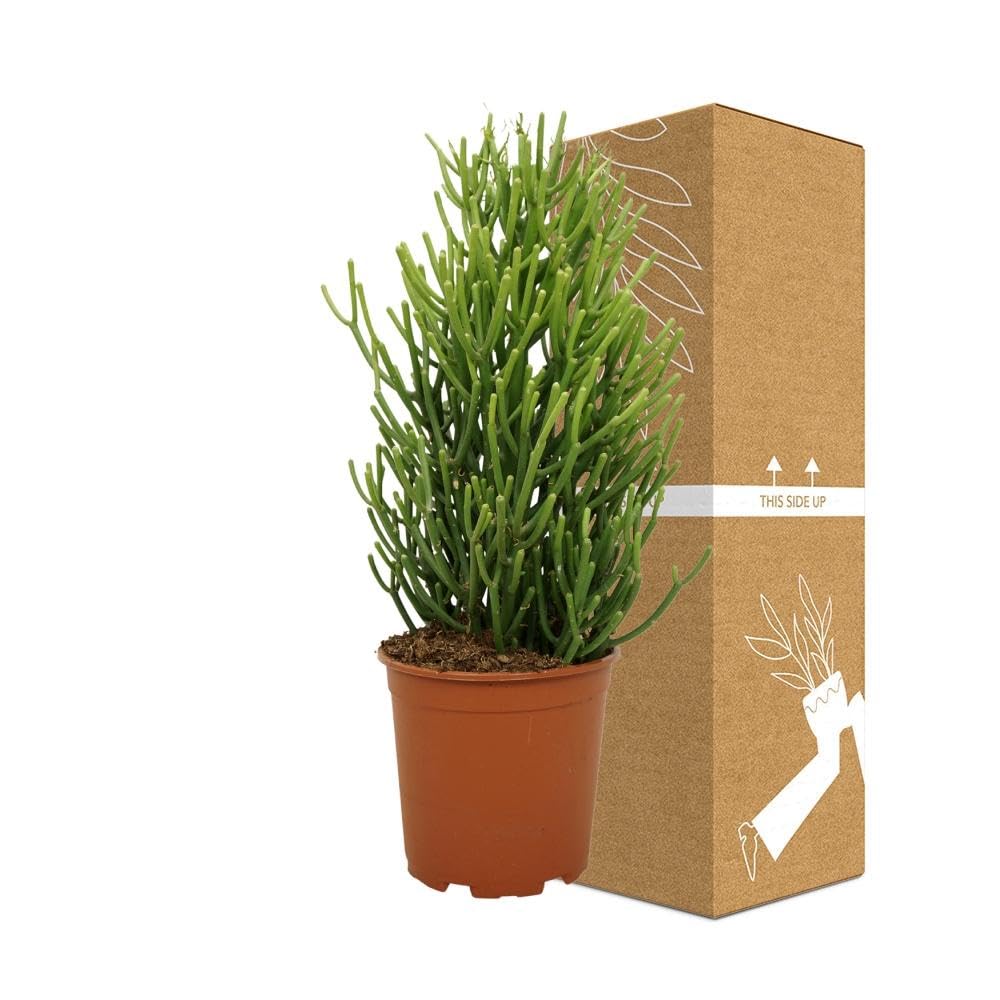 Sukkulente - Bleistiftstrauch (Euphorbia Tirucalli) - Hhe: 60 cm - von  Botanicly : Amazon.de: Garten