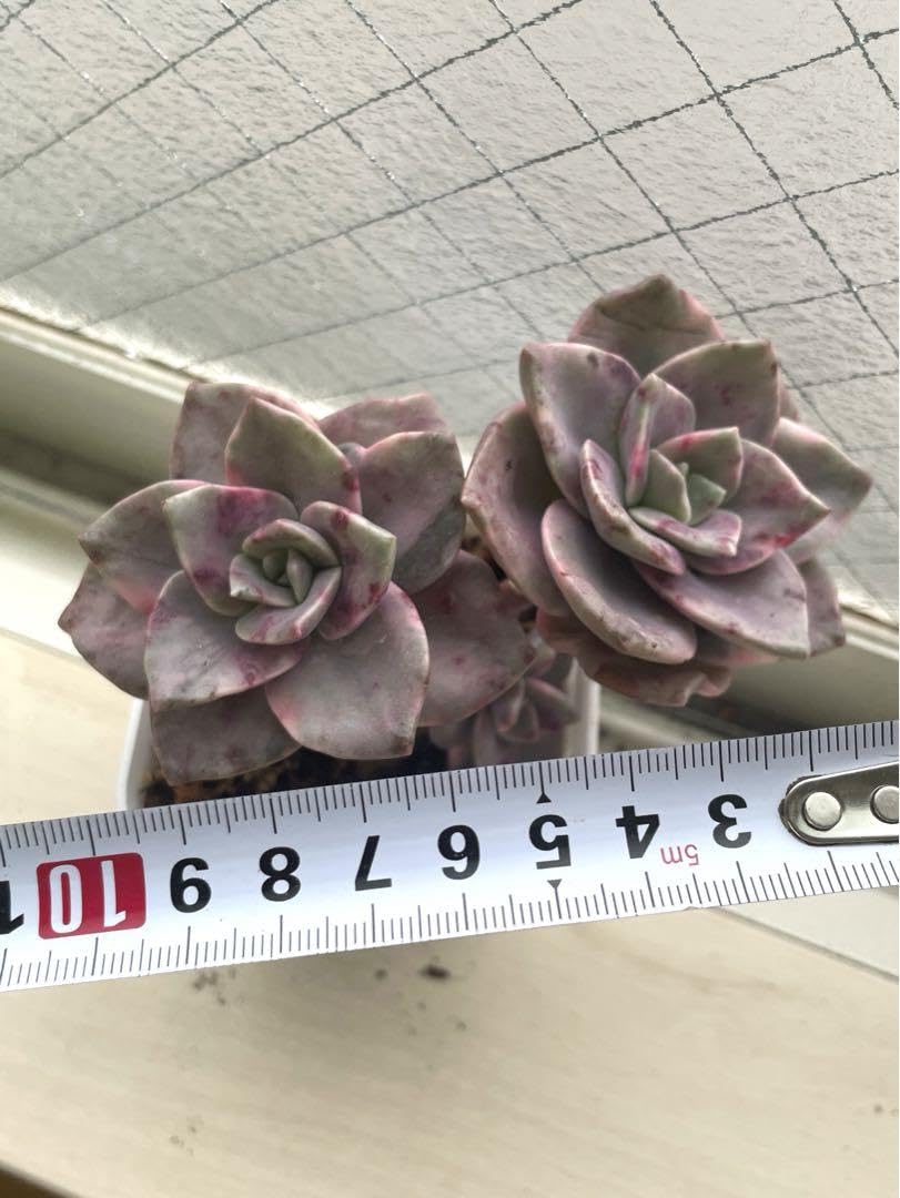 Amazon.co.jp: 多肉植物 グラプトベリア バイネシー錦 群生 大苗 