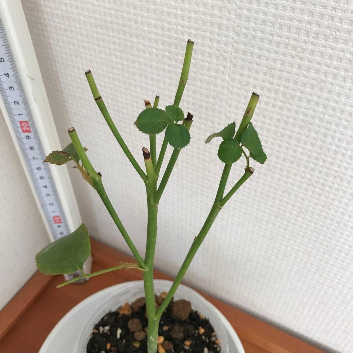 Amazon.co.jp: レア 入手難しい 切り花品種 薔薇苗 (複色) : DIY