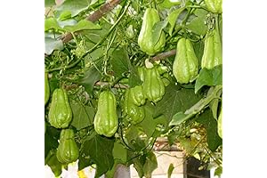 Chayote Squash Seeds - New Fresh Plant Starter Seeds Variety