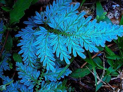 SHOP-SPEND-REPEAT peacock fern blue fern selaginella willdenowii one small plant without pot shade loving plant desktop plants indoor plants low light plants shade loving plants low maintenance plants (B09B5M4WR3) Amazon Price History, Amazon Price Tracker