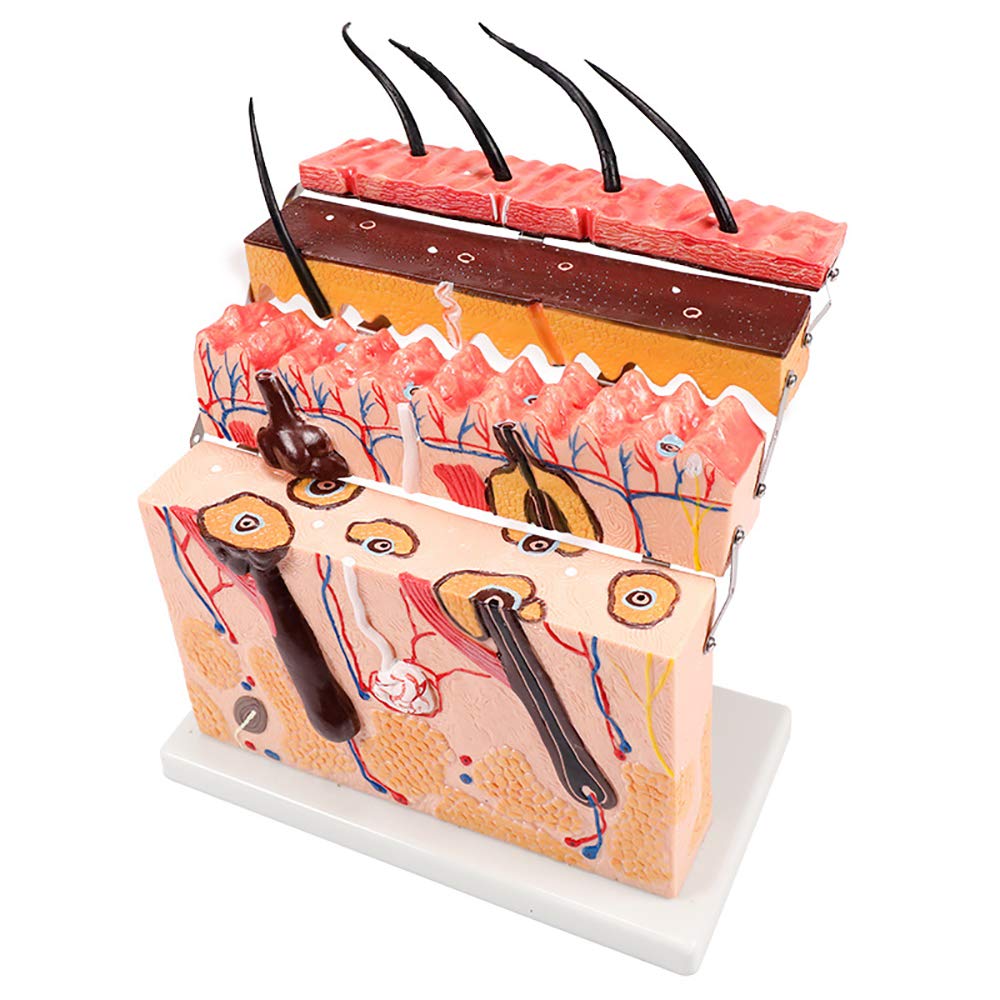 Buy Skin Anatomy Model, Structural Anatomical Model, Anatomical Skin d