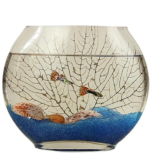 金魚鉢 扁形 平面ガラス アクアリウム アイデア平べったい口 透明 アクリル 緑の葉 植物 インテリア 容器 テブル アキュリウム 鉢 水耕栽培 大容量 おしゃれ インテリア 花瓶 透明 フラワーベース オーバル フラットフィッシュタンク (20cm)