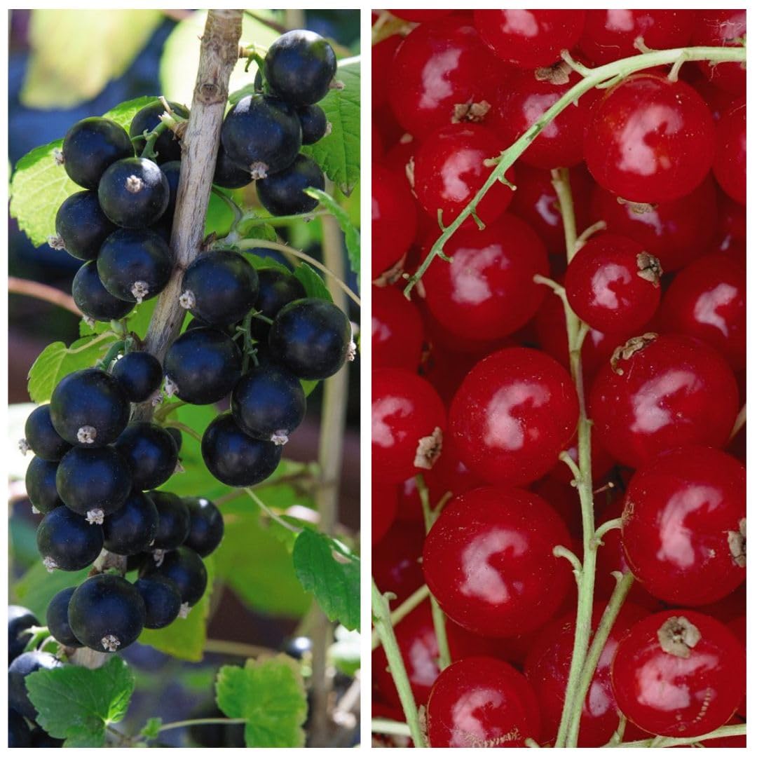 Deliciously Sweet Currant Duo: Big Ben Blackcurrant & Rovada Redcurrant - High Yielding, Easy to Grow - Perfect for Fresh Eating or Preserving! - 2X Bareroots by Thompson & Morgan