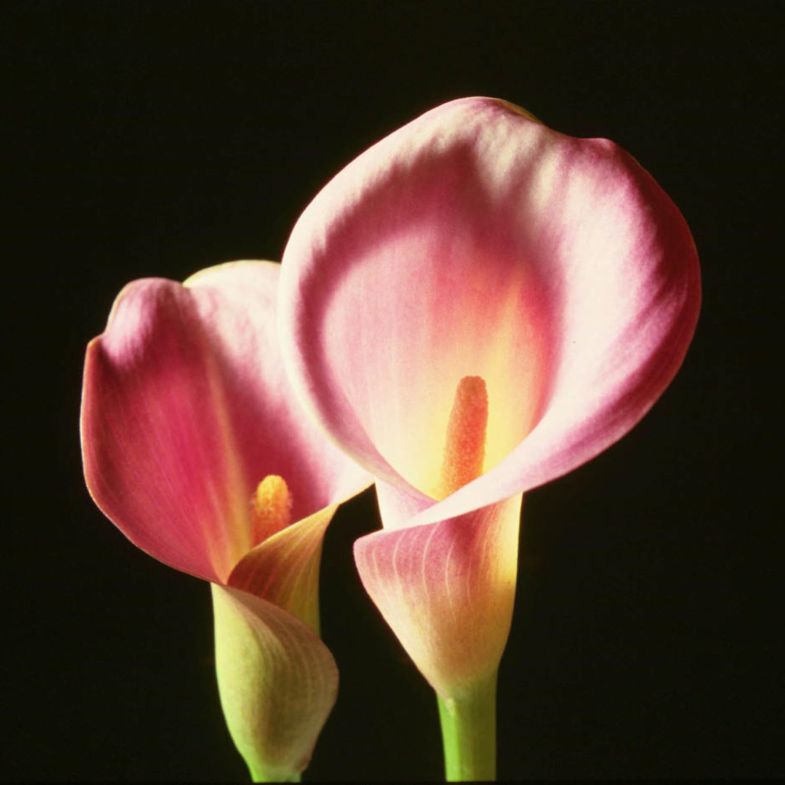 Calla Lily Bulbs Mix for Planting Now UK/Greening Flower/Good for Containers/Cut Flowers/Strong Plants That Grow Well/Natural Organic/Wedding Flowers.-5bulbs-C