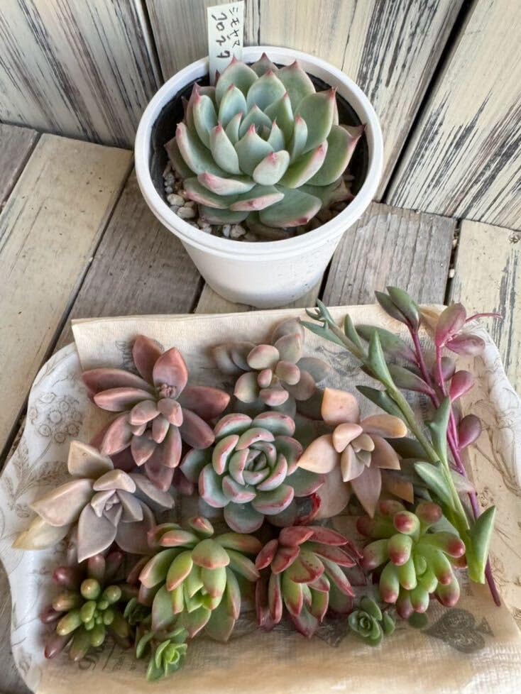 専用ページ　モキ苗　カット苗　抜き苗　多肉 黒騎士 モキ苗 カット苗 抜き苗 多肉 - メルカリ