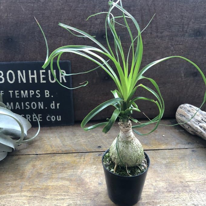 トックリラン ノリナ ポニーテール Amazon｜ポニーテール トックリラン ノリナ 観葉植物 おしゃれ