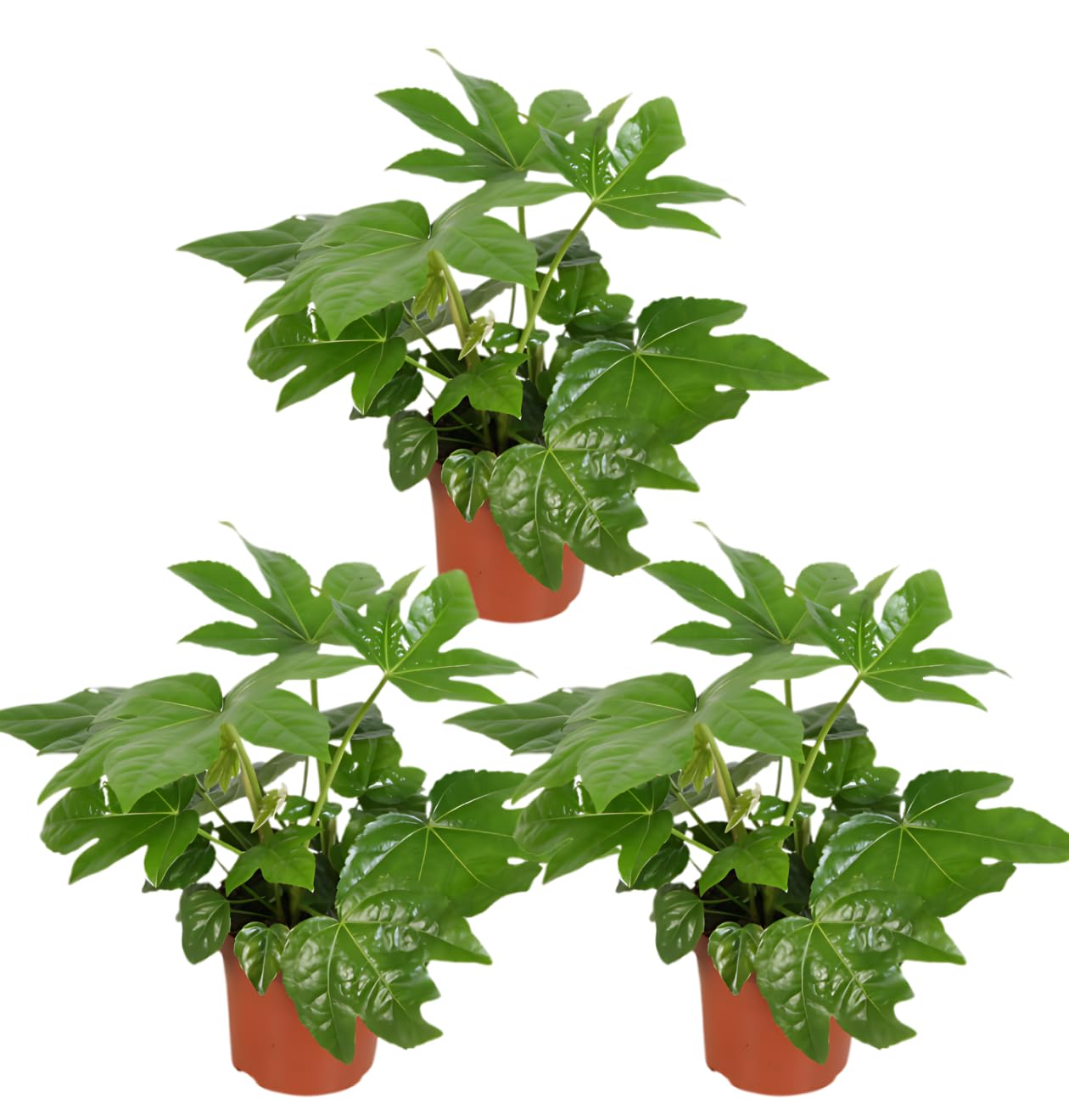 Zimmeraralie | 3er-Set | Fatsia japonica | ca. 40-50 cm | ø 12-15 cm Topf | Pflegeleichte Zimmerpflanzen für Wohnung und Büro | Qualität vom Pflanzen Profi | Ideale Raumbegrünung