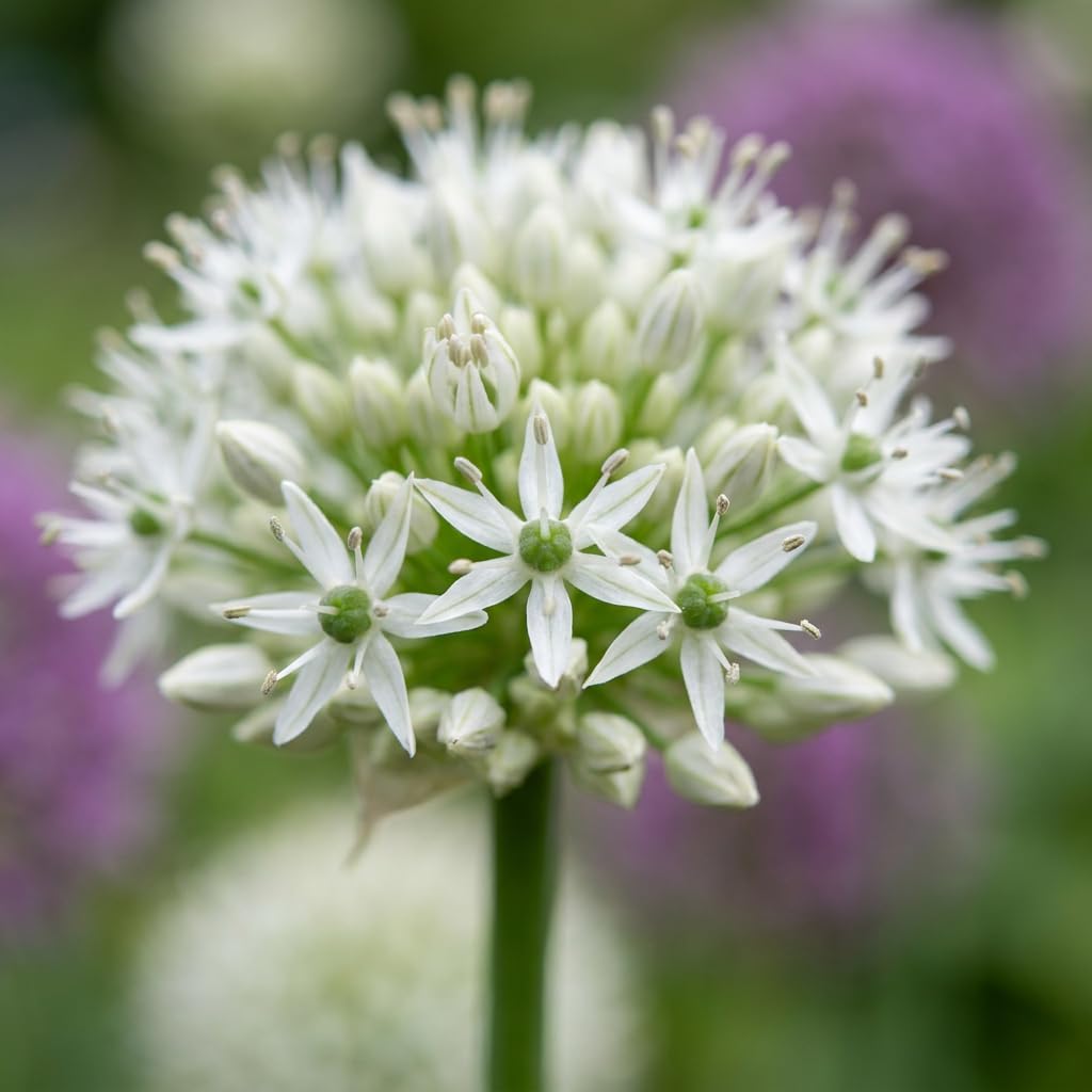 Green boutiQ - 12x Allium Mount Everest - Ail d'ornement Mont Everest - Blanc - Floraison estivale - Calibre 16/18