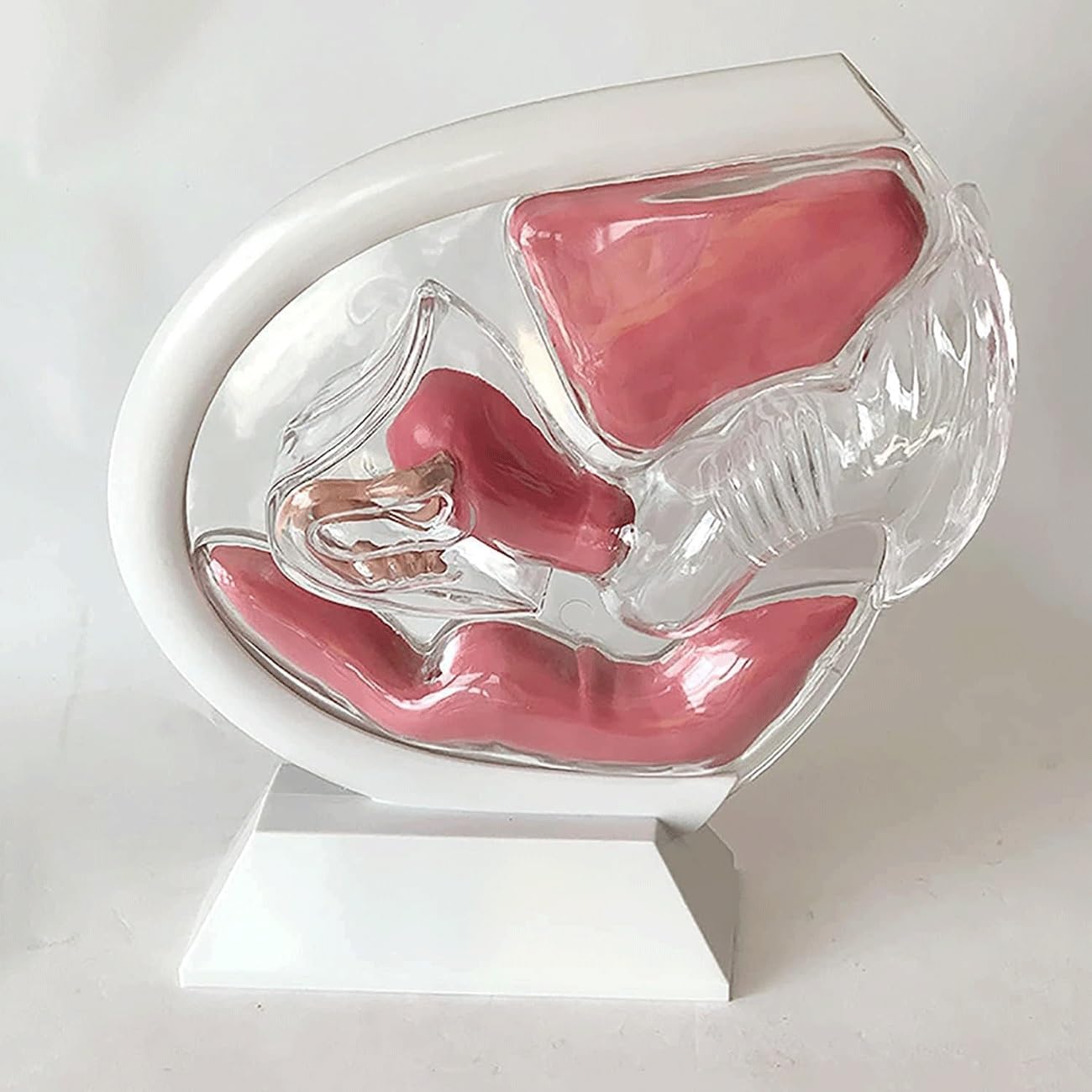 Transparentes Gebärmutter- und Beckenanatomiemodell mit sichtbarer Gebärmutterstruktur, abnehmbares Lehrmittel for Menstruationstassen