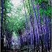 New Rare purple Timor Bambusa black Bamboo plant Seeds easy grow courtyard 100 PCS - package Organic bonsai home