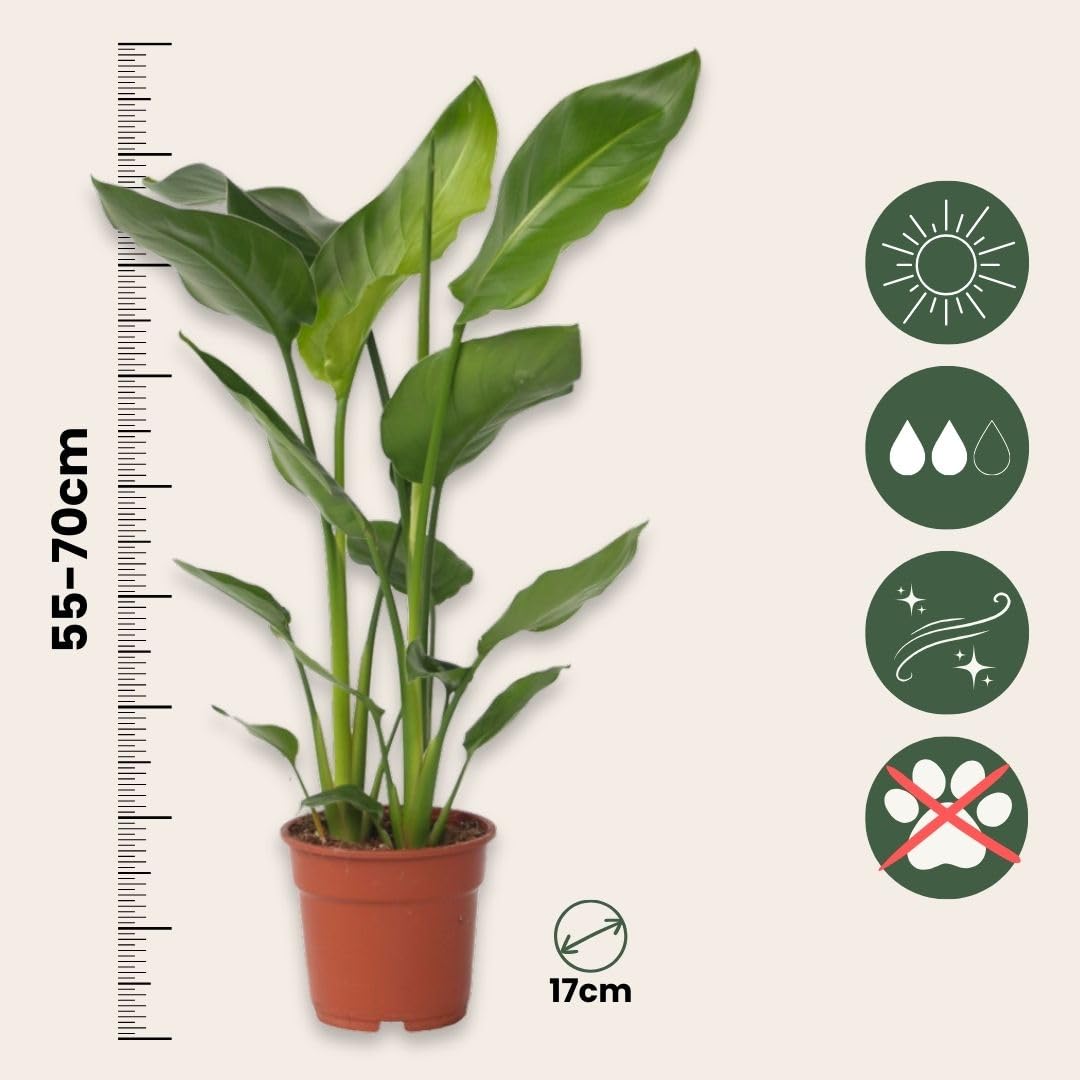 Plant in a Box - Strelitzia Nicolai - Uccello del Paradiso - Set di 2 - Vaso 17cm - Altezza 55-70cm