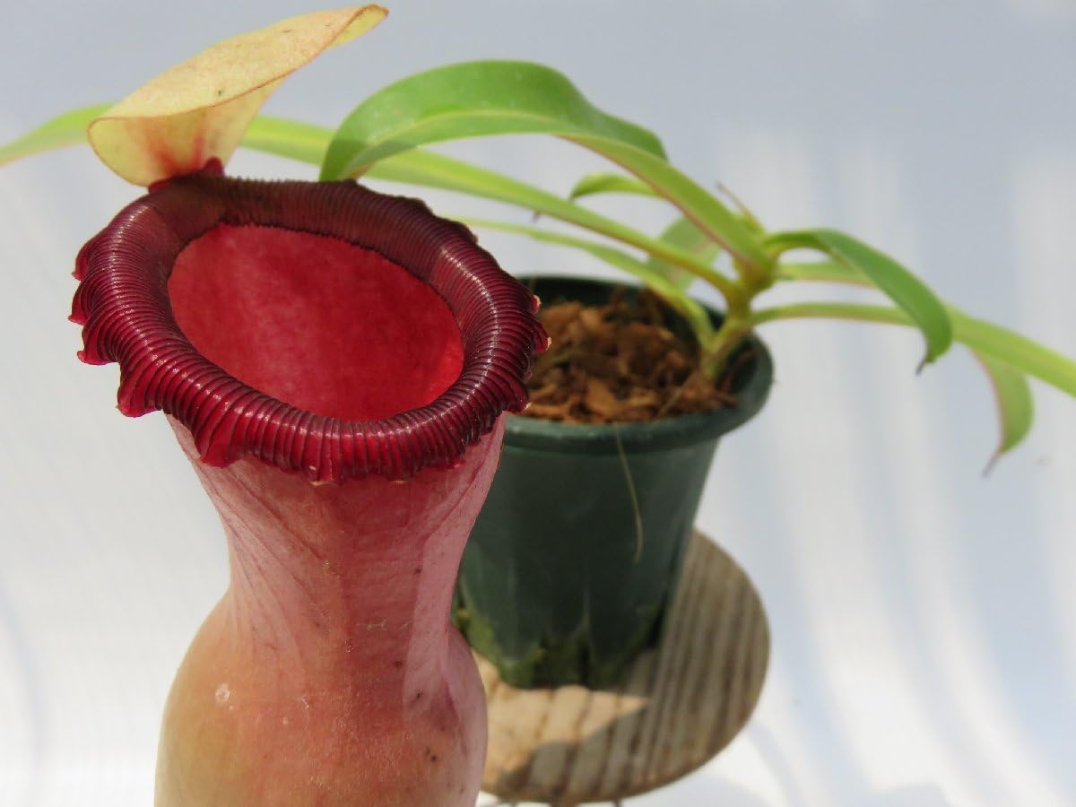 食虫植物 N.ventricosa Quezon Luzon Amazon.co.jp: N.ventricosa Quezon,Luzon 201902 YFK2 3号現品限り
