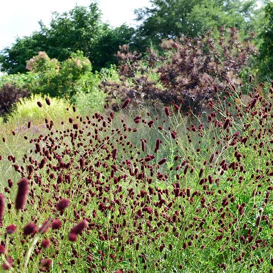 6x Grande Pimprenelle – Sanguisorba officinalis ‘Tanna’ – Godet 9x9cm | Fleurs rouges, plante vivace