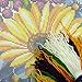 Brvsk Floral Needlepoint Kit for Adults and Beginners — Sunflower Among Flowers 16″ × 16″ with Clear, Precise Printed Design on Cotton Canvas; Includes 2 Needles, Yarn, and Easy-Read Chart