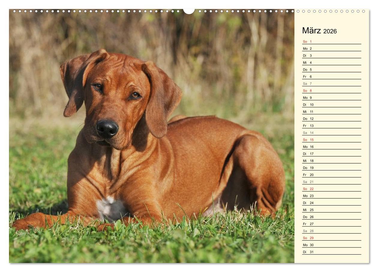 Rhodesian Ridgeback 2026 (hochwertiger Premium Wandkalender 2026 DIN A2 quer), Kunstdruck in Hochglanz: Eine der beliebtesten Hunderassen, der ... auf 13 faszinierenden Fotos (CALVENDO Tiere)