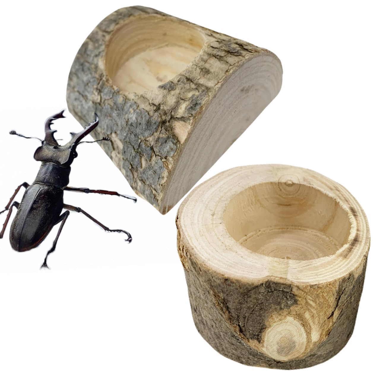 10.24a.JPG 超巨大クヌギ登り木90センチ級 エサ皿 カブトムシ クワガタ