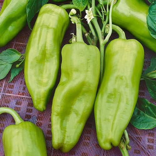 Miniatura 2 de 100 semillas de pimiento dulce Cubanelle, sin OMG, reliquia, sin OMG, semillas siempre frescas. Semillas de siembra para huerto doméstico