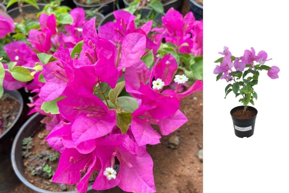 See full amazon price history chart for Indian Gardens - Boungainvillea Pink/Bougainvillea Glabra live plant (4" (Min : 2)) Indian Gardens - Boungainvillea Pink/Bougainvillea Glabra live plant (4" (Min : 2)) (B0CQ8BMG4Y) Amazon Price History, Amazon Price Tracker